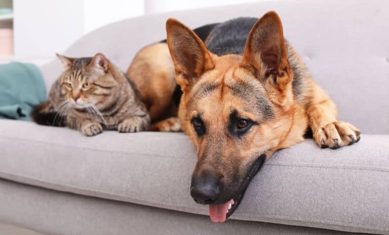 Hemlarm och husdjur på soffa